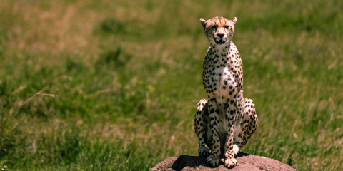 10-Day Ultimate Safari Explorer Tented Safari