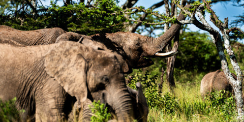 3-Day Fly-in Central Serengeti Glamping Safari