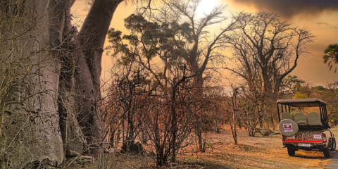 ½-Day Unique Safari Game Drives in Zambezi NP