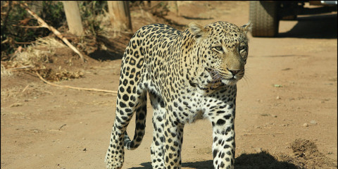1-Day (4 + Persons) Pilanesberg 6 Hour Sunrise Safari
