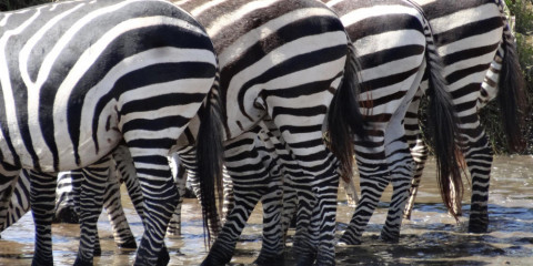 4-Day Amazing Safari to Tarangire, Serengeti and Crater