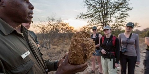 4-Day Klaserie Safari with Nthambo Tree Camp