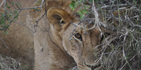 1-Day Nairobi National Park Safari