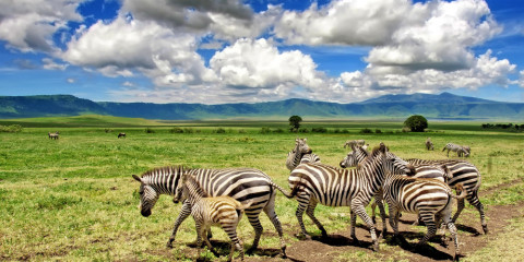 4-Day Tanzania Wildlife Luxury Experience