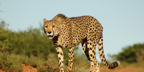 4-Day Eastern Cape Safari with Amakhala Woodbury Lodge