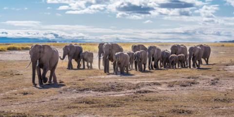 2-Day Amboseli - into Giants' Land & Kilimanjaro Views