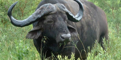 7-Day Classic Kwa-Zulu Natal Bush & Beach Safari