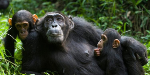5-Day Chimpanzee Trek in Burundi