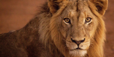 6-Day Exclusive Custom Kruger/Private Lodge Photo Safari