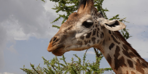6-Day Serengeti and Biking Safari Lake Natron
