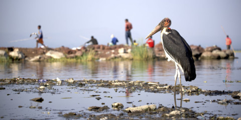 3-Day Rift Valley Birding & Photography Tour