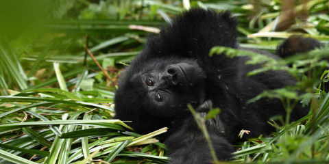 3-Day Gorilla Experience