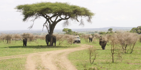 2-Day Ngorongoro & Manyara Budget Tour +Activities