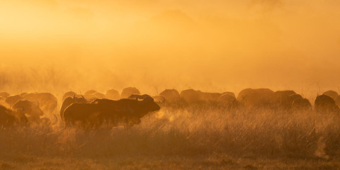 6-Day Affordable Victoria Falls and Hwange NP Safari