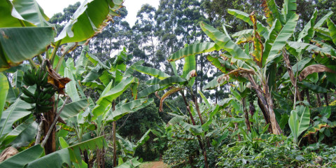 1-Day Kilimanjaro Foothills Hike Shimbwe to Materuni