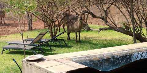 3-Day Call of the Wild Kruger Safari