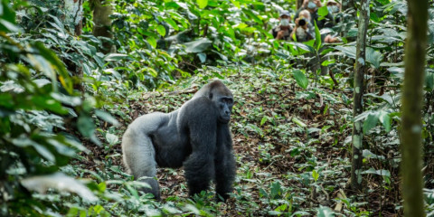 12-Day Best of Congo Safari Tour