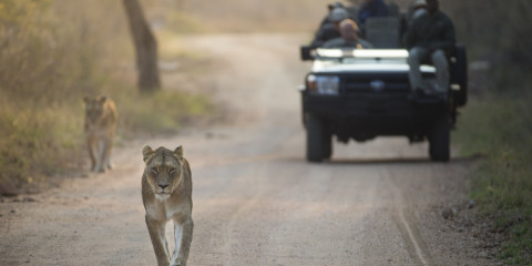 3-Day Kapama Southern Camp Suite Safari