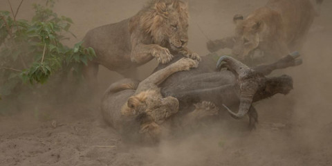 8-Day Self-Drive Mana Pools & Chitake Springs