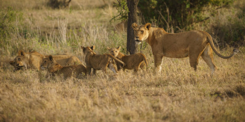 4-Day Serengeti, Ngorongoro & Tarangire Explorer