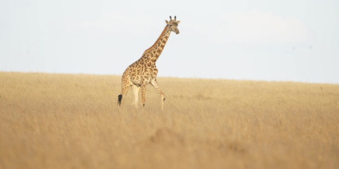 4-Day Fly-in Safari Serengeti & Ngorongoro Crater