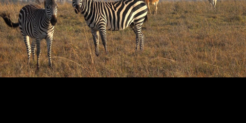 ½-Day Nairobi National Park Group Joining Safari