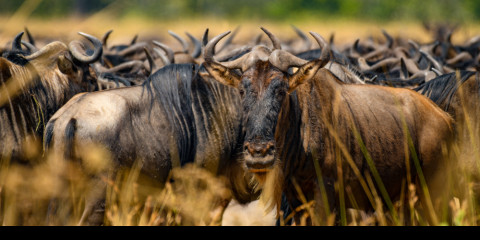 7-Day Amboseli to Masai Mara Luxury Safari Experience