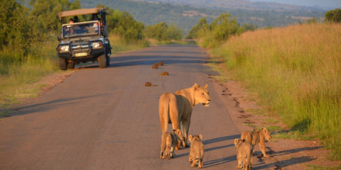 ½-Day Open Vehicle Shared Safari Drive in Pilanesberg