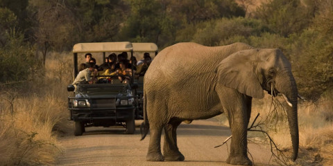 ½-Day 3-Hour Shared Game Drive in Pilanesberg