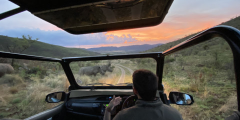 ½-Day Ivory Tree Safari Transfer & Game Drive Package