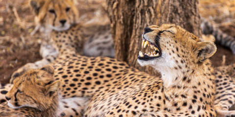 17-Day Safari Across Tanzania from North to South