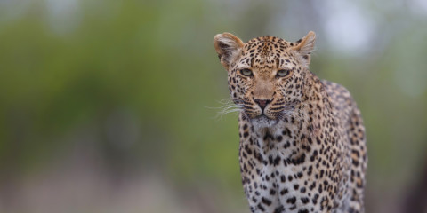 3-Day Affordable Sabi Sands All Inclusive Safari