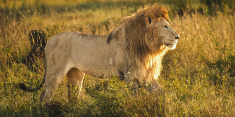 7-Day Serengeti Mara River, Ngorongoro & Tarangire Tour