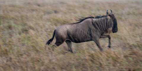 5-Day Northern Tanzania Impressions Group Safari