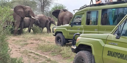4-Day Big Five Special Luxury Safari
