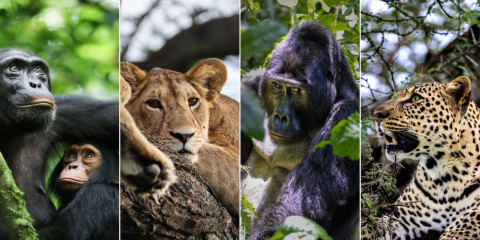 10-Day Gorilla, Chimp Trekking & Big 5 - Small Group Tour