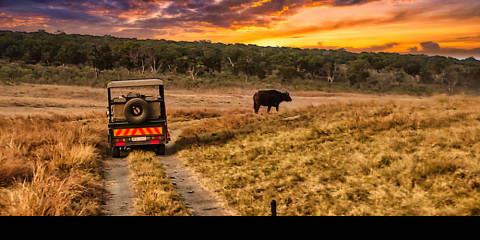 1-Day Guided Falls + Town Tour + Sunset + Night Safari