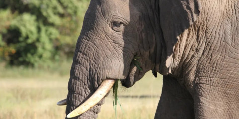 1-Day Akagera Wildlife Safari Experince