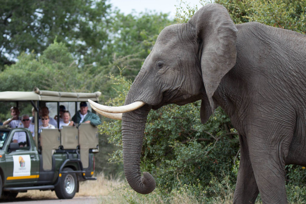 Midrange Tour to Kruger Timbavati Safari Lodge