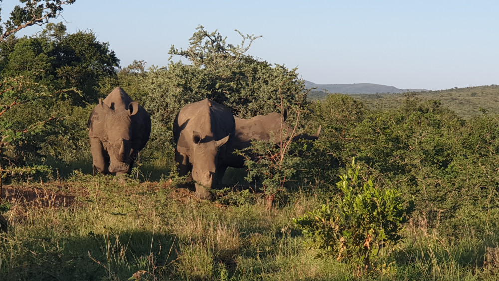 Kruger Park, Hluhluwe & St Lucia Safari