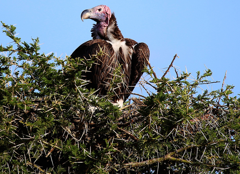 Grand Tented Tanzanian Expedition