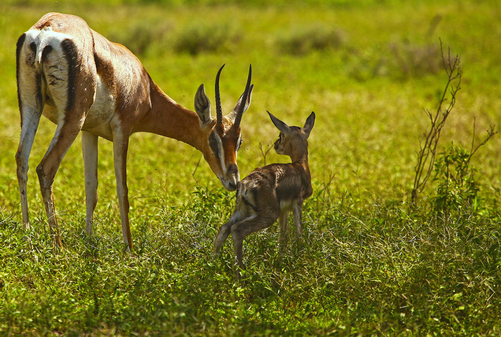 Complete Africa Tented Safari
