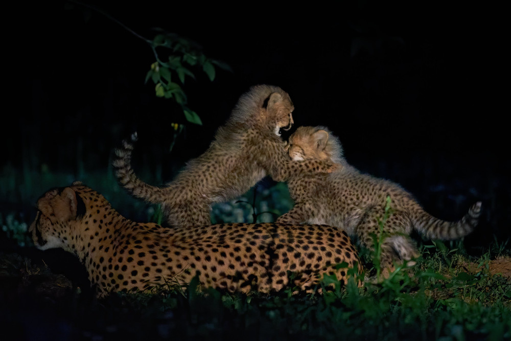Tanzania Northern Circuit Glamping Adventure