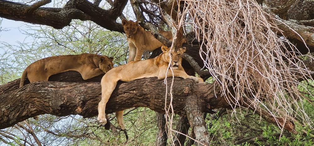 Northern Parks Tented Safari