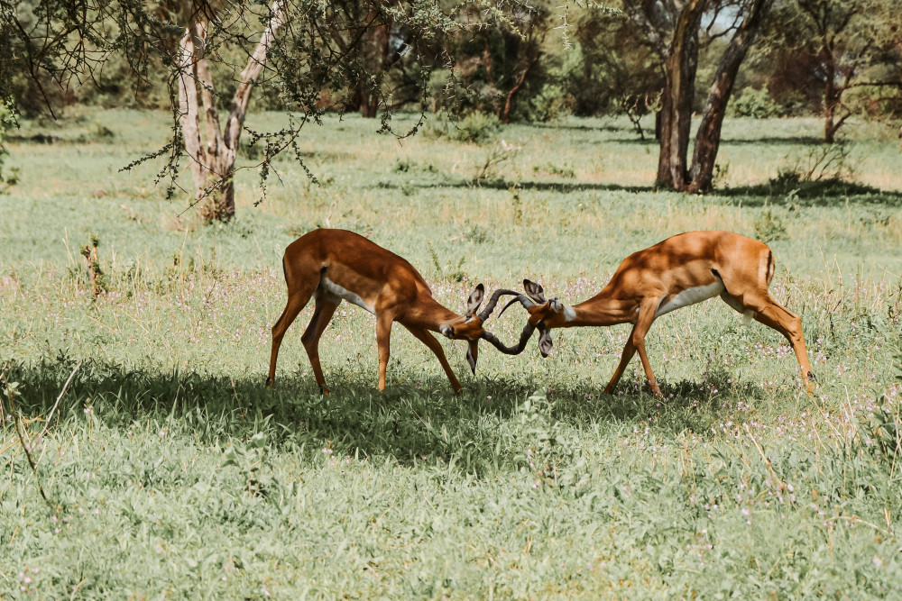 Northern Parks Comfort Safari