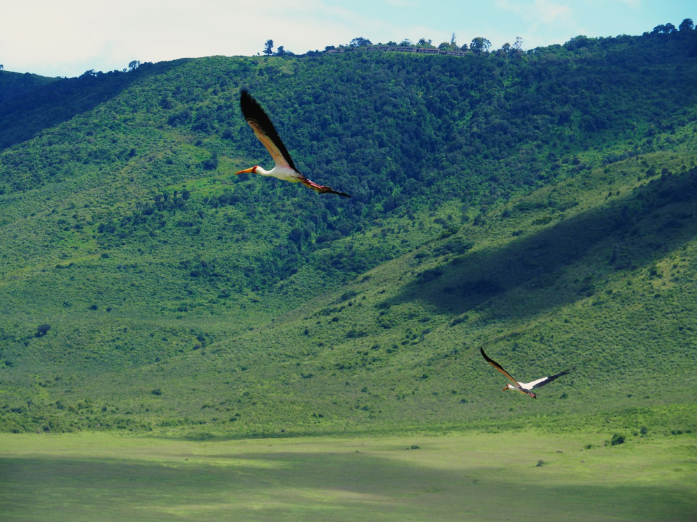 Classic Drive - Cats, Calves & Crater Glamping