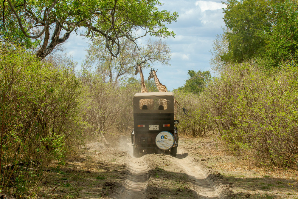 The Cradle of Nature Comfort Safari