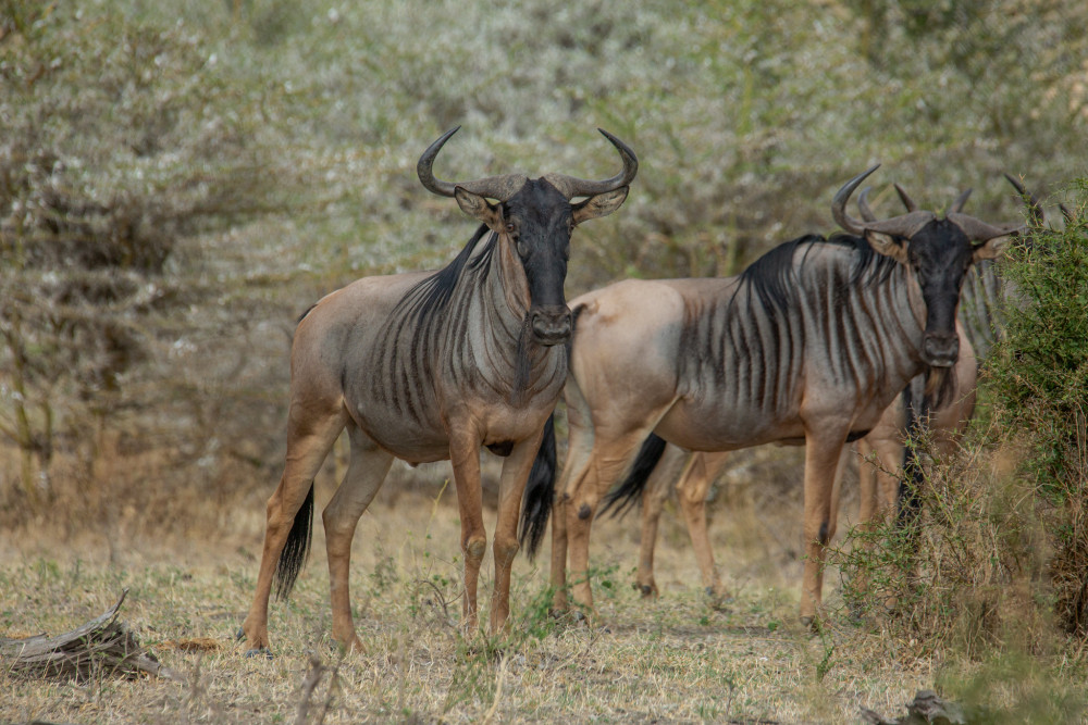 Fly-out Ngorongoro Crater and Serenegeti Glamping