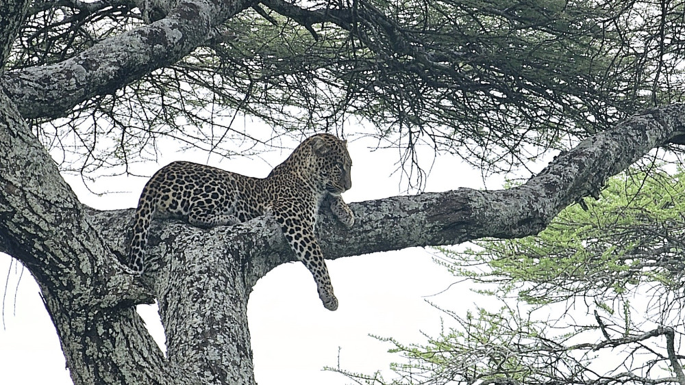 Fly-out Ngorongoro Crater and Serenegeti Tented