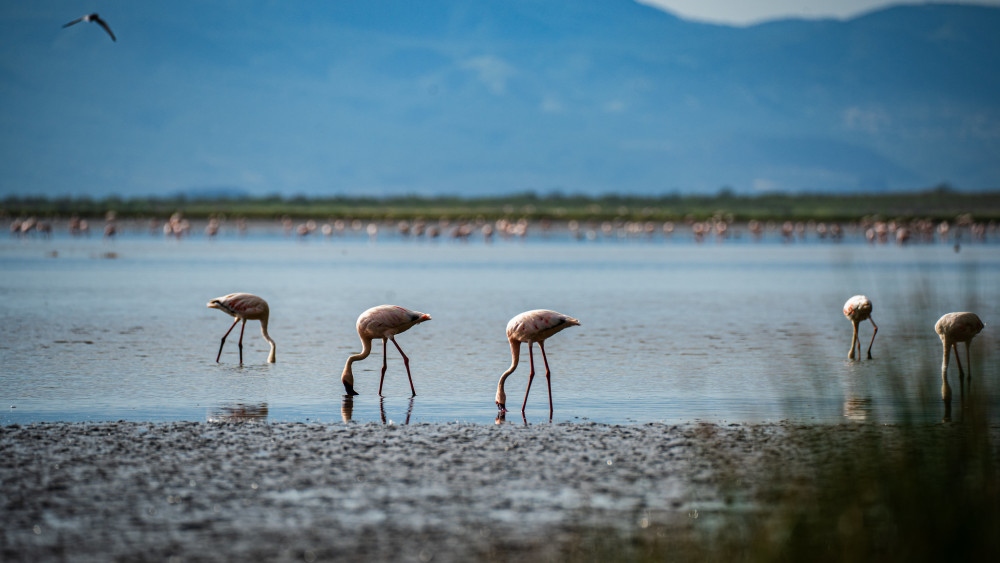 Northern Parks Comfort Safari